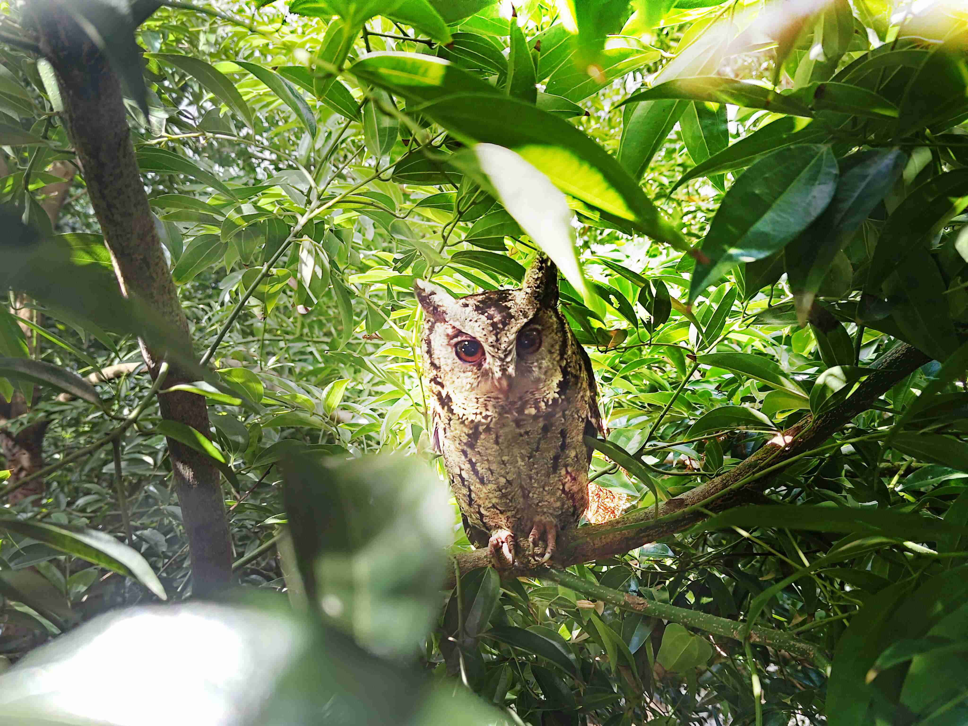 红龙扑克致力提倡净零绿生活，，，16年以来在全球各厂区植树逾百万棵，，，，造就各厂区树木蔚然成林，，犹如森林工厂，，，，成为许多生物的栖息地